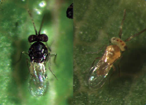Two small insects on a green leaf background