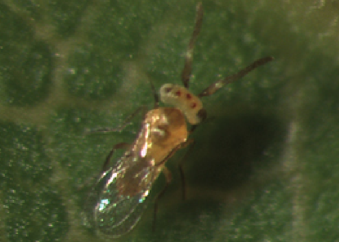 Small insect on a green leaf