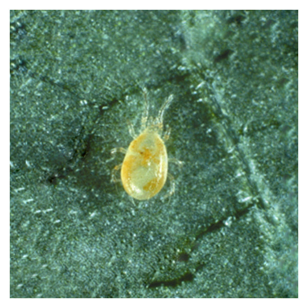 Small insect on a textured green surface