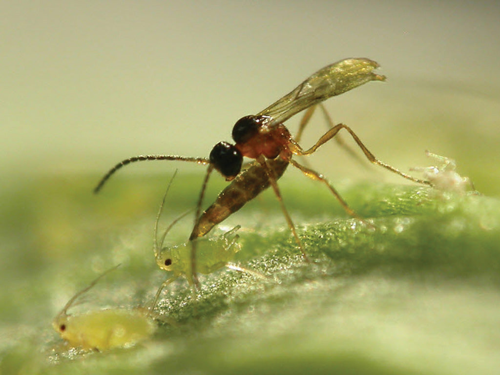 Small insect on a leaf with a blurred green background