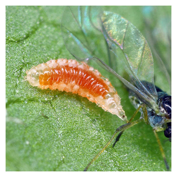 Insect larva on a green leaf