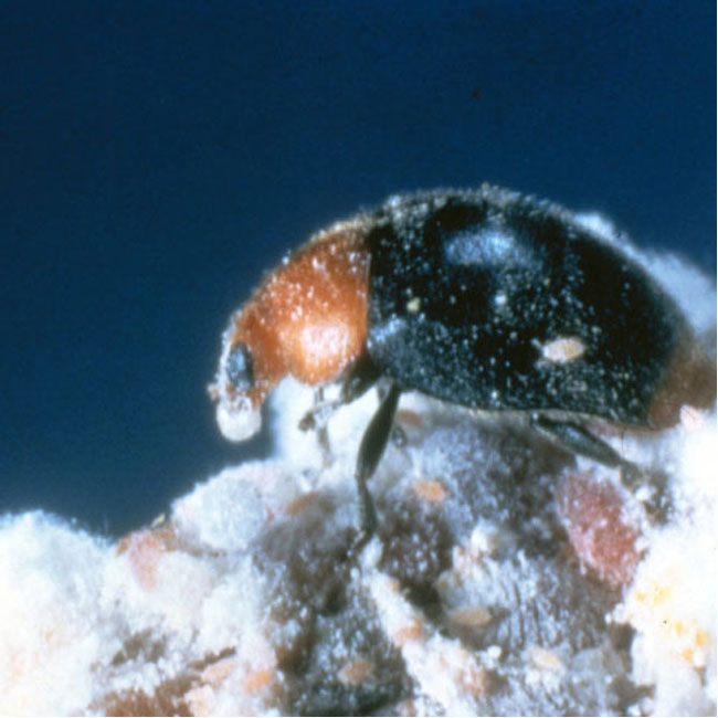 Close-up of a black and red beetle on a textured surface with a dark blue background