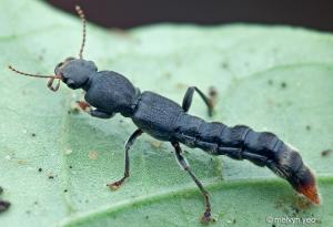 Staphylinid beetle on a green leaf