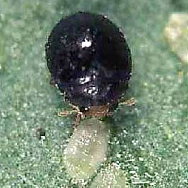Black insect on a green leaf