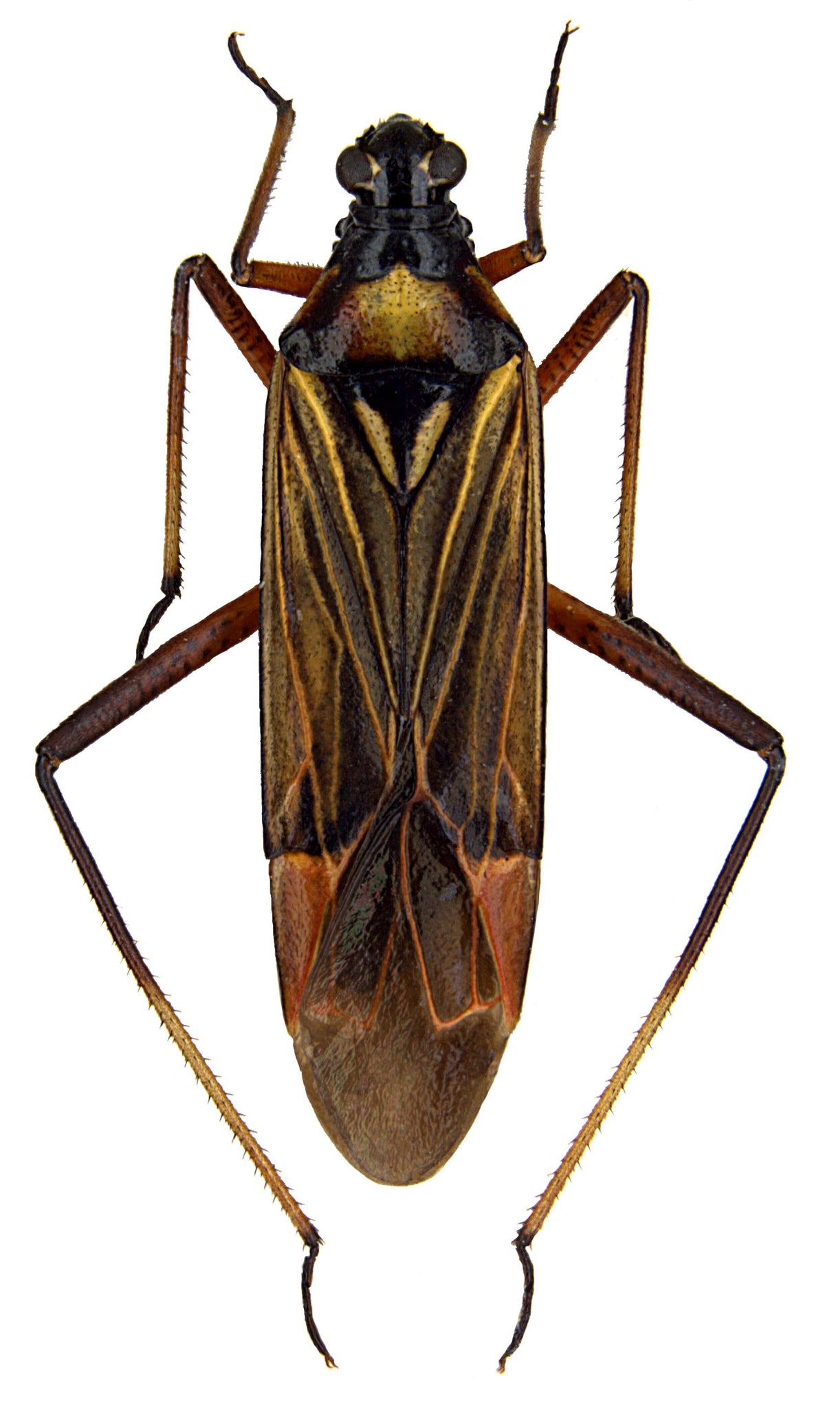 Insect with a black and brown body on a white background