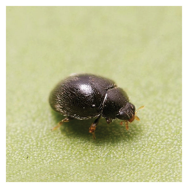 Small black beetle on a green leaf