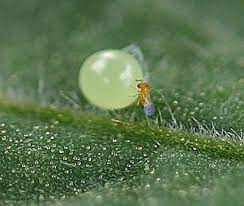 Small insect on a green leaf with a close-up view