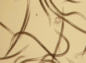 Microscopic view of helical organisms on a beige background