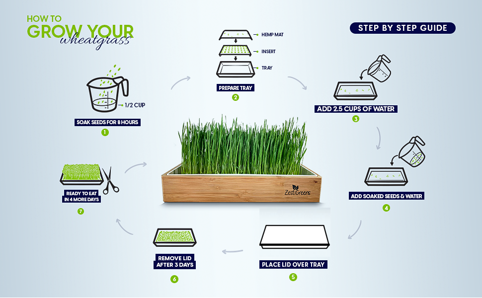 ZestiGreens Organic Self-Watering Wheatgrass Growing Kit – Soil-Free Indoor Grow System