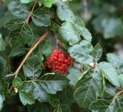 Fragrant Sumac Shrub – Rhus aromatica