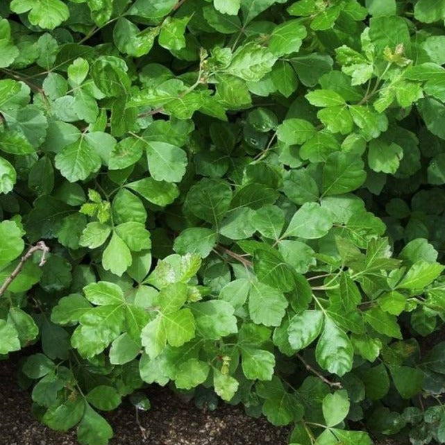 Fragrant Sumac Shrub – Rhus aromatica