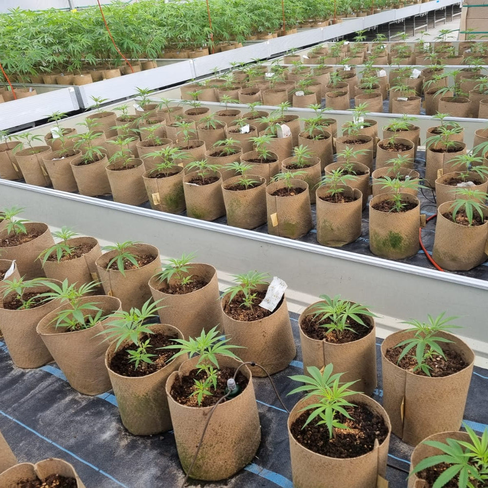 Grassroots Bottomless Fabric Pot, One Gallon