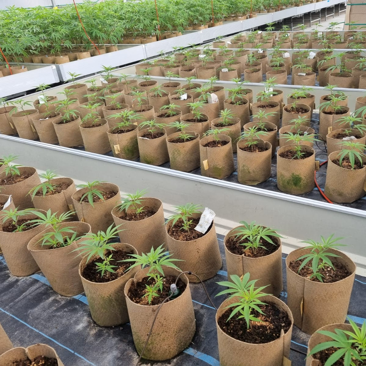 Grassroots Bottomless Fabric Pot, One Gallon