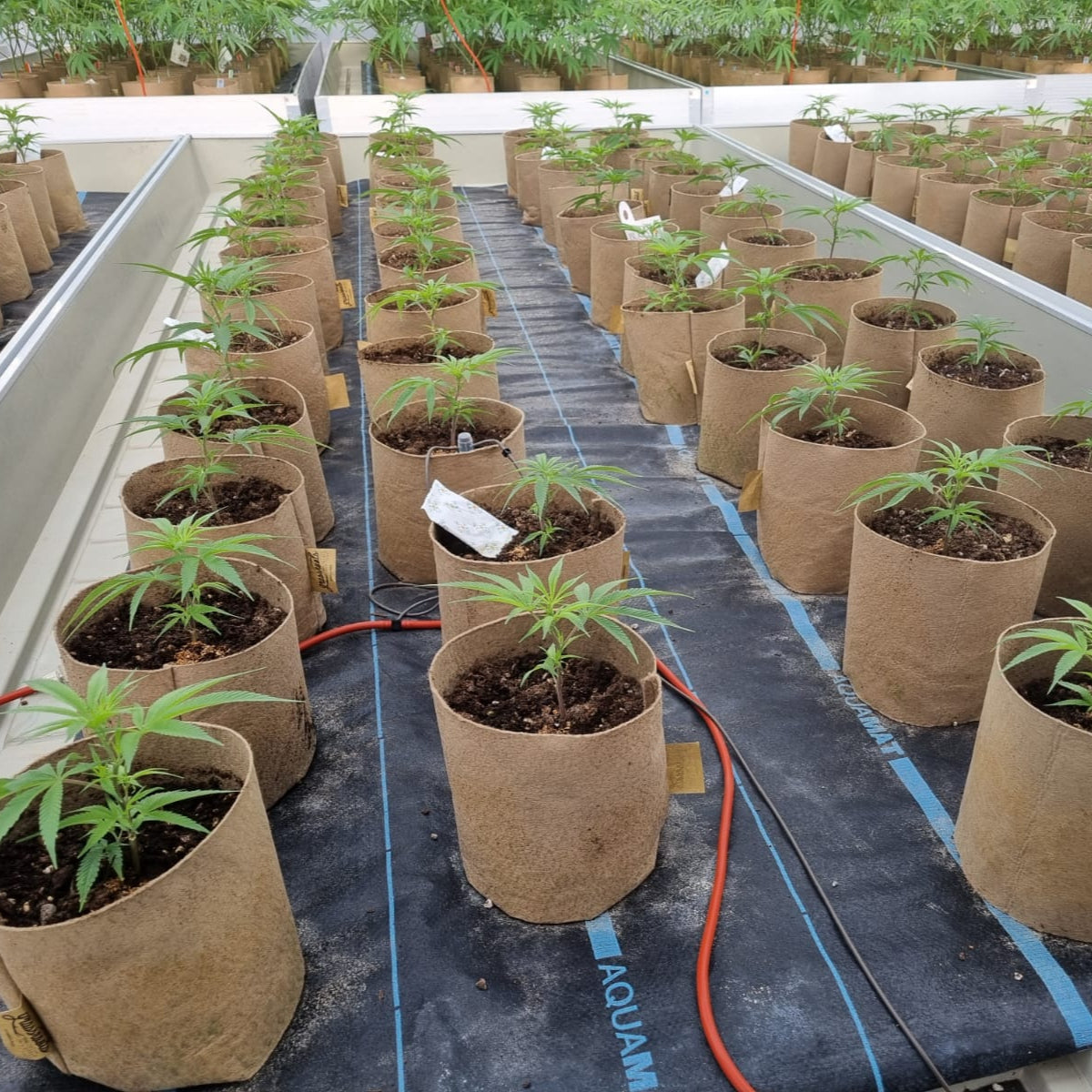 Grassroots Bottomless Fabric Pot, One Gallon