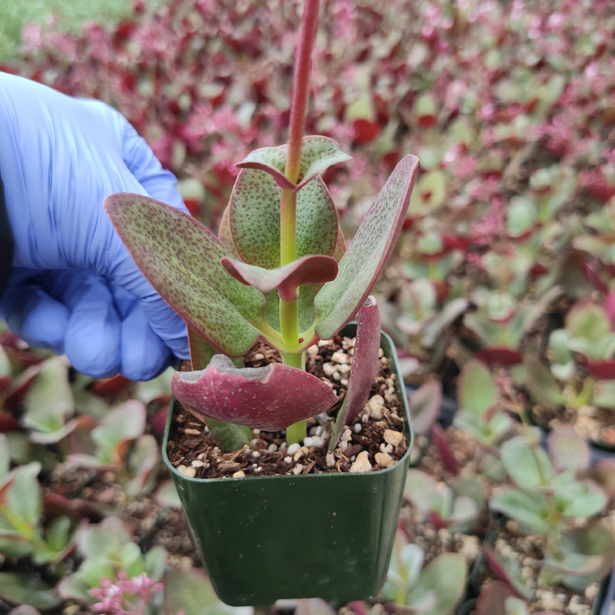 Crassula streyi 'Pondo Cliff' – Live Succulent Plant