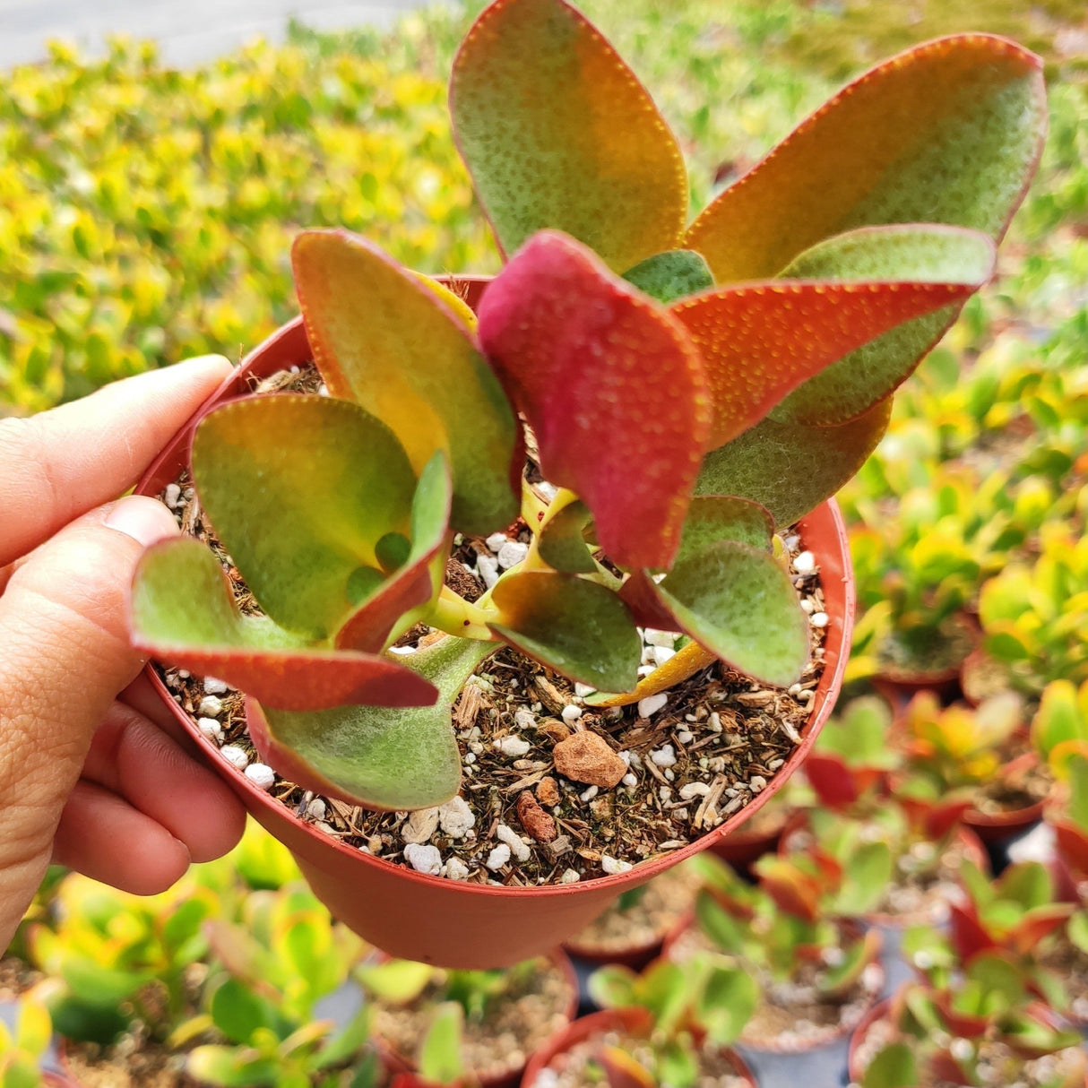 Crassula streyi 'Pondo Cliff' – Live Succulent Plant