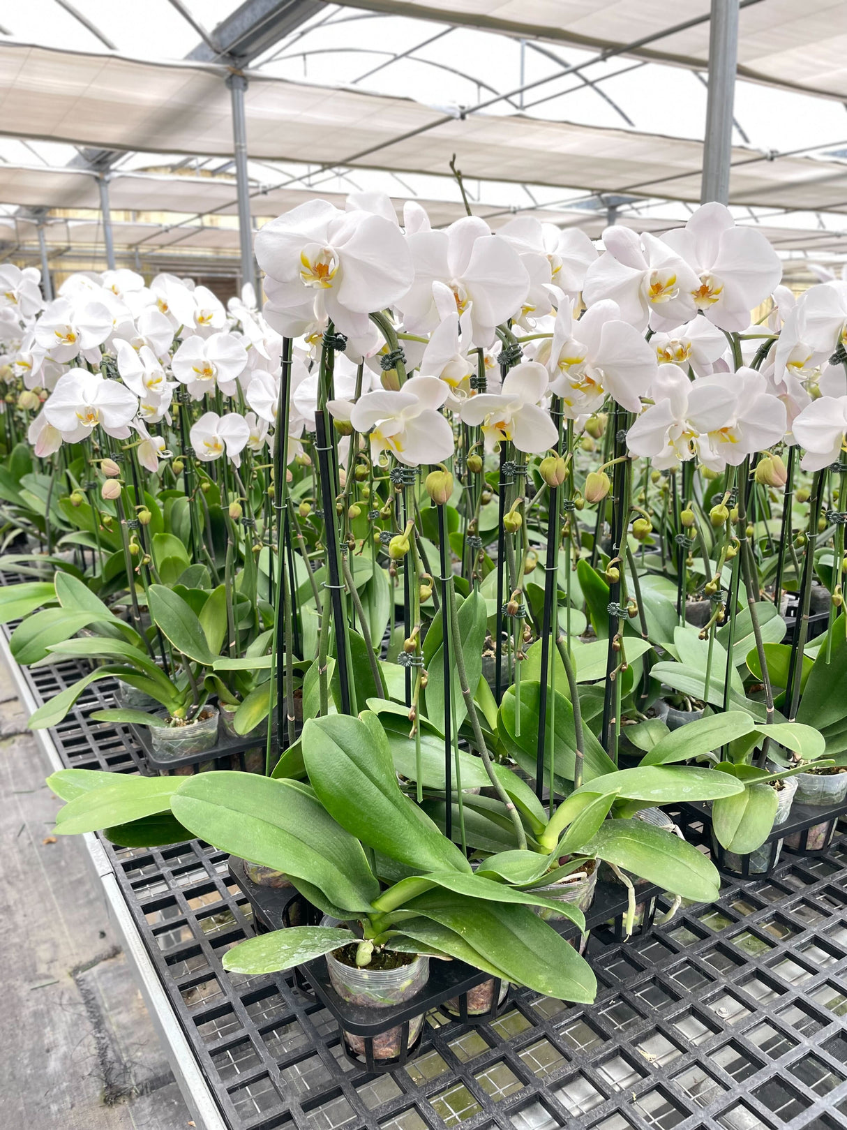 White Phalaenopsis Orchid Plant