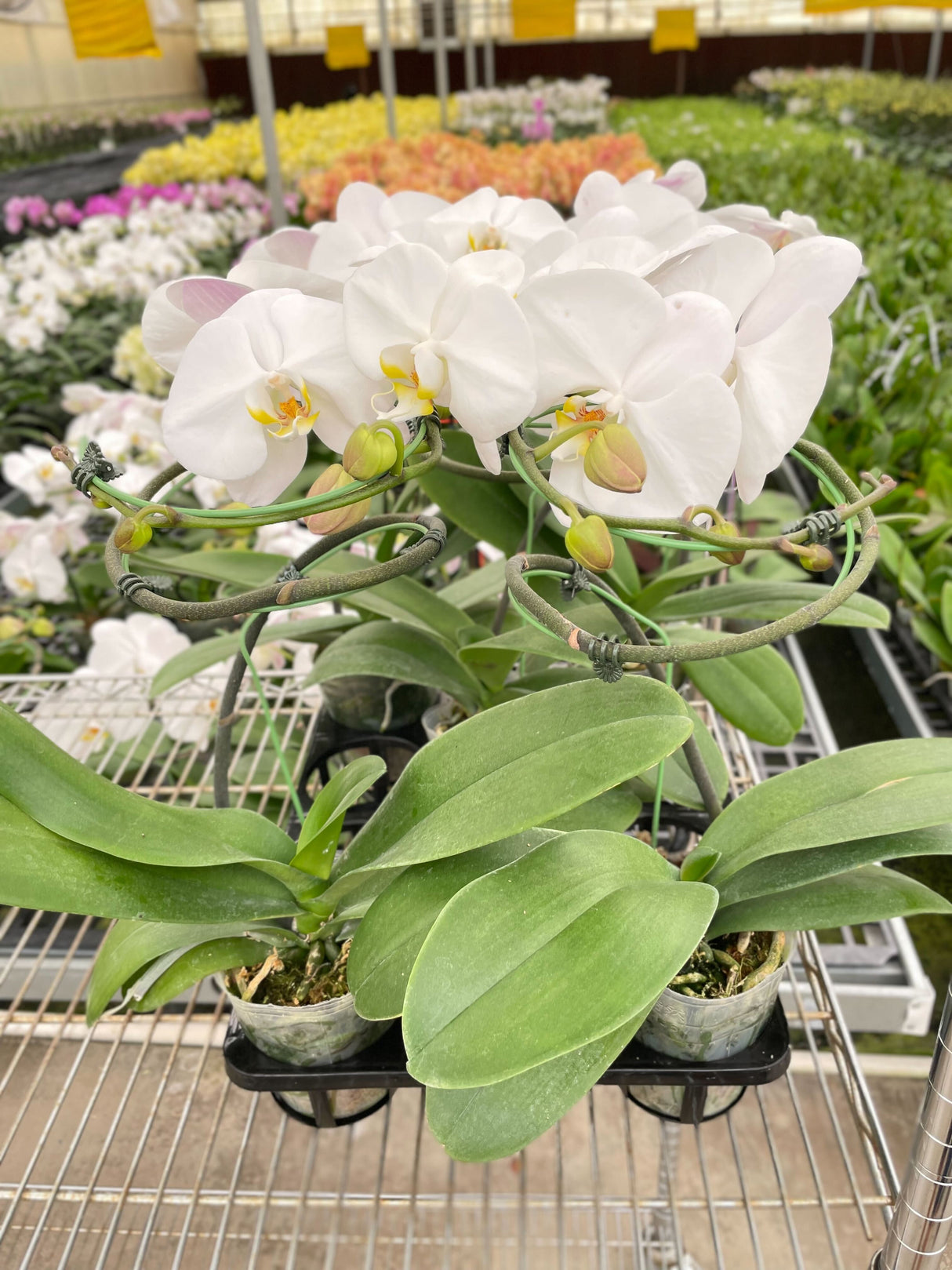 White Phalaenopsis Orchid Plant