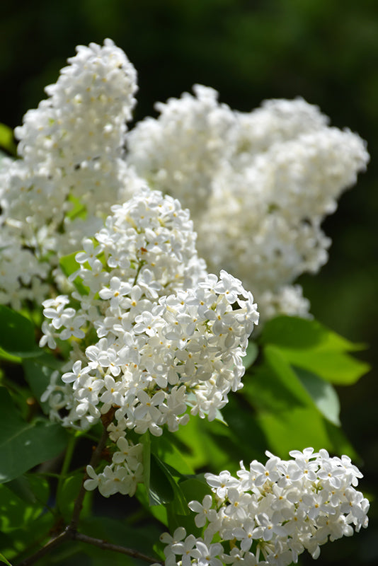 Betsy Ross Lilac Shrub
