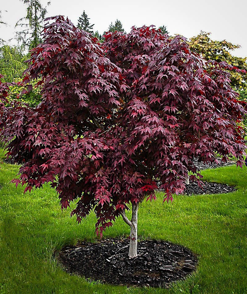 Bloodgood Japanese Maple Tree - Acer palmatum