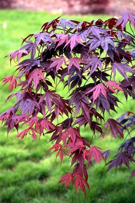 Bloodgood Japanese Maple Tree - Acer palmatum