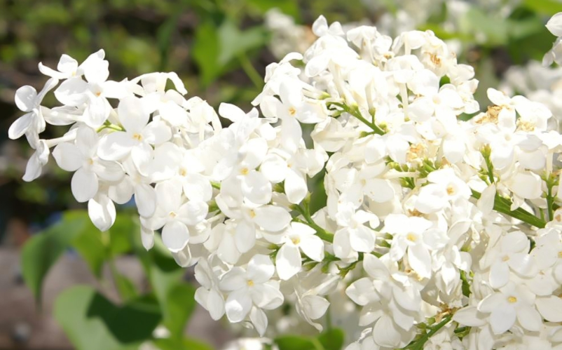 Betsy Ross Lilac Shrub