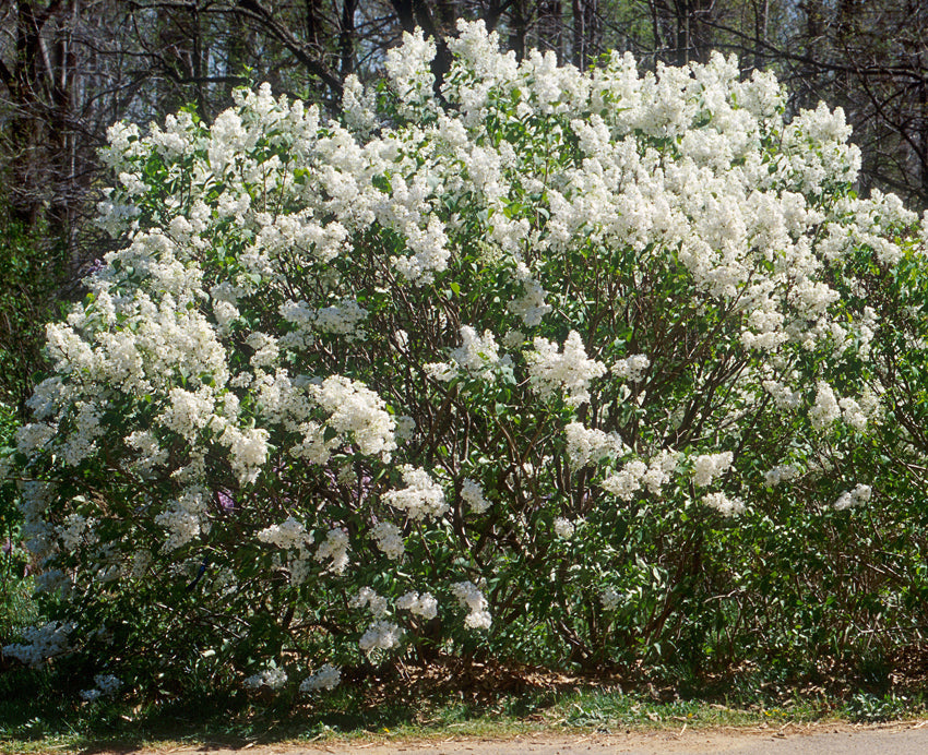 Betsy Ross Lilac Shrub