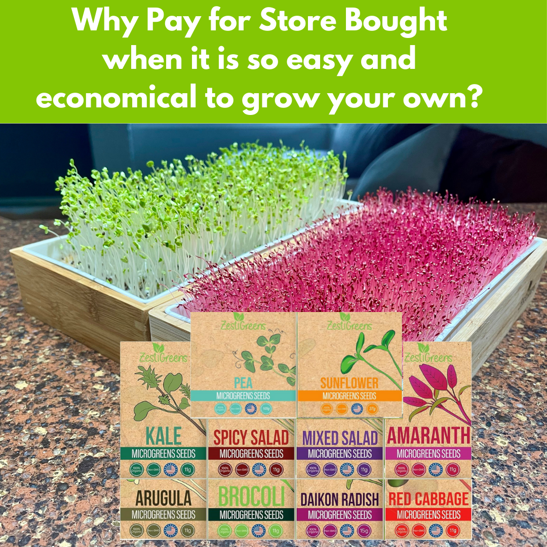 ZestiGreens Organic Microgreen Seeds – 10 Variety Pack