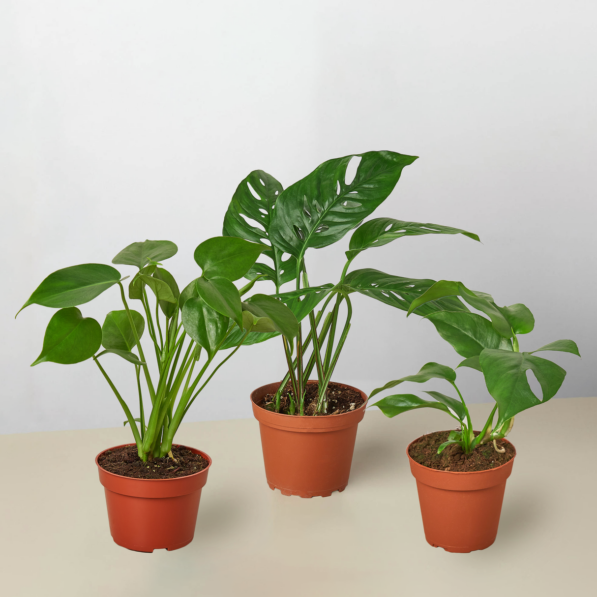 Monstera Plant Bundle