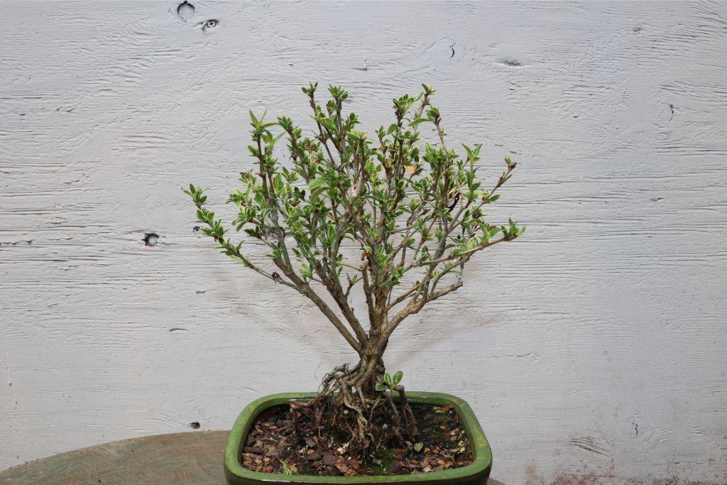 Mt. Fuji Serissa “Exposed Root” Golf Ball Bonsai Tree – 10 Years Old