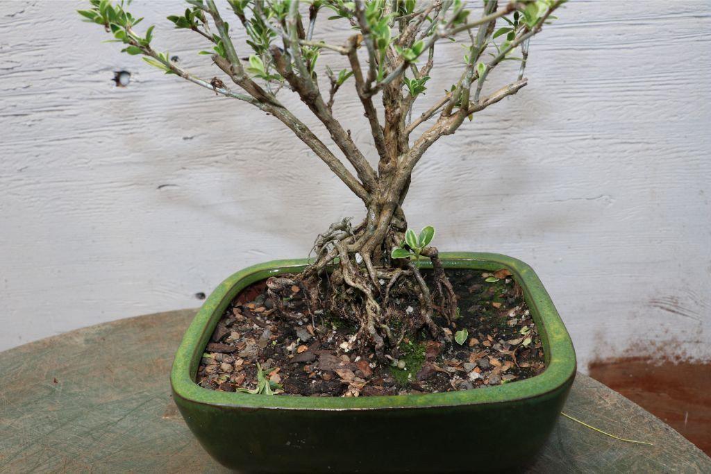 Mt. Fuji Serissa “Exposed Root” Golf Ball Bonsai Tree – 10 Years Old