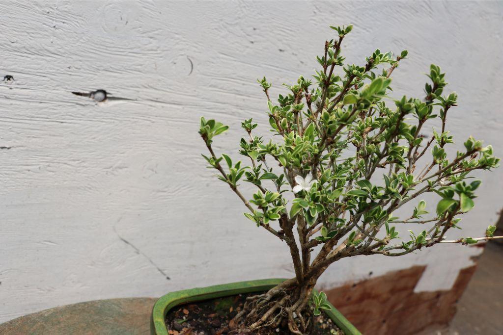 Mt. Fuji Serissa “Exposed Root” Golf Ball Bonsai Tree – 10 Years Old