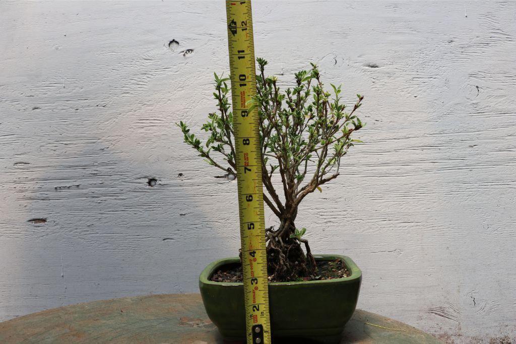 Mt. Fuji Serissa “Exposed Root” Golf Ball Bonsai Tree – 10 Years Old