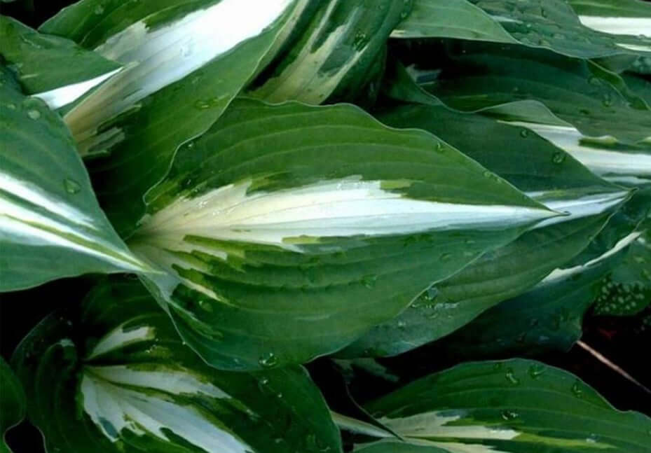 Night Before Christmas Hosta Plant