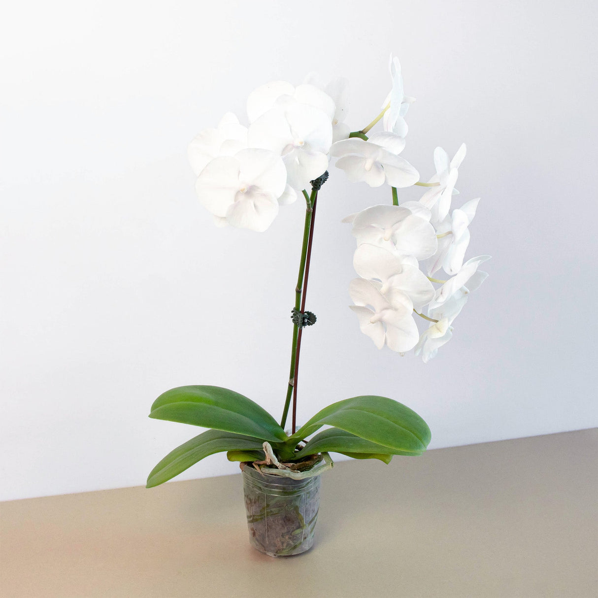 White Phalaenopsis Orchid Plant