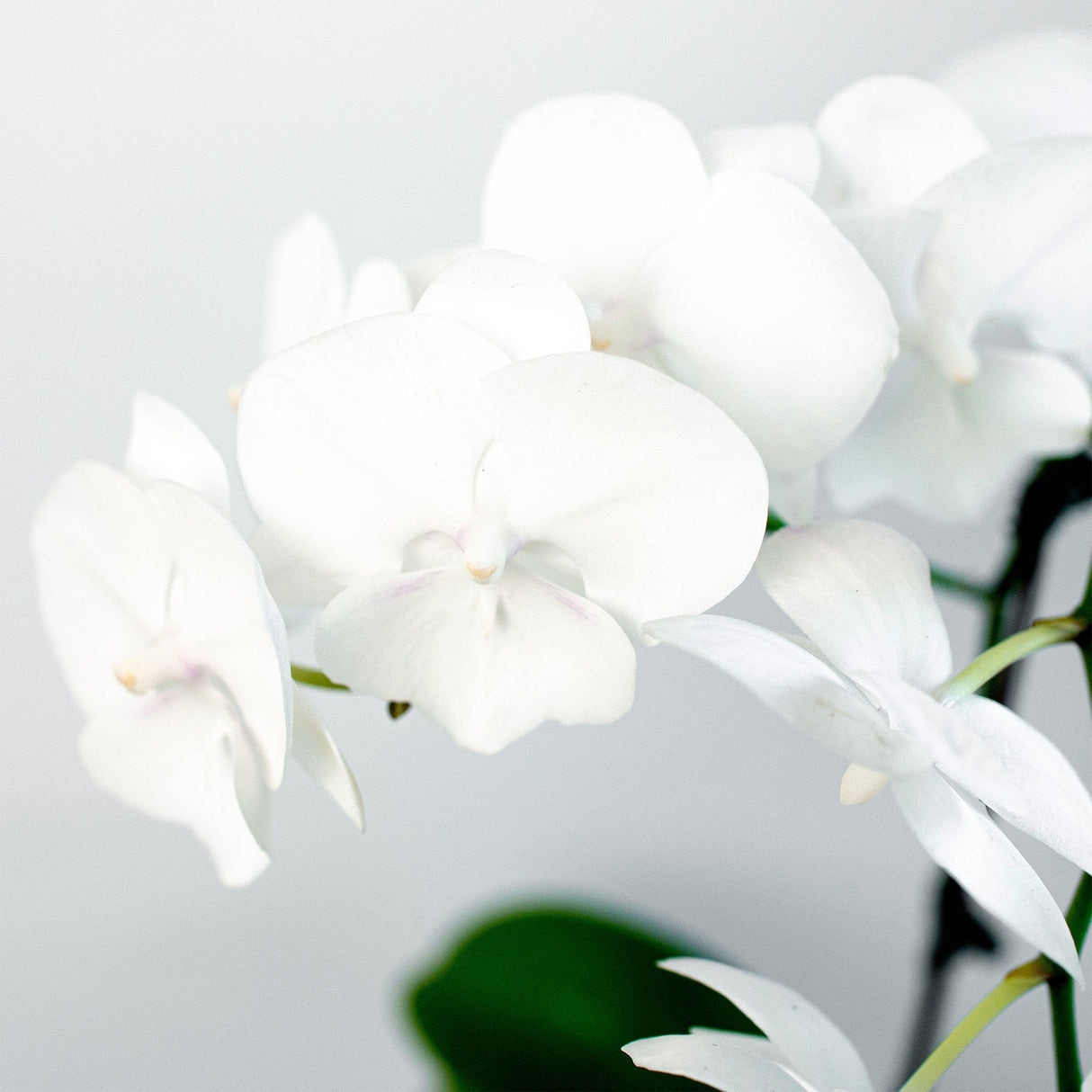 White Phalaenopsis Orchid Plant