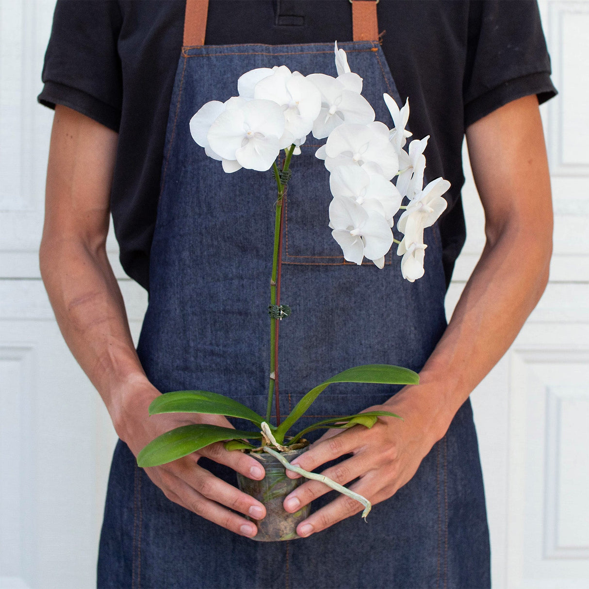 White Phalaenopsis Orchid Plant