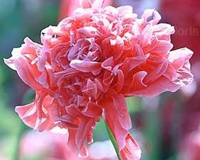 Heirloom Organic Antique Shades Peony Poppy Seeds – 10 Pack