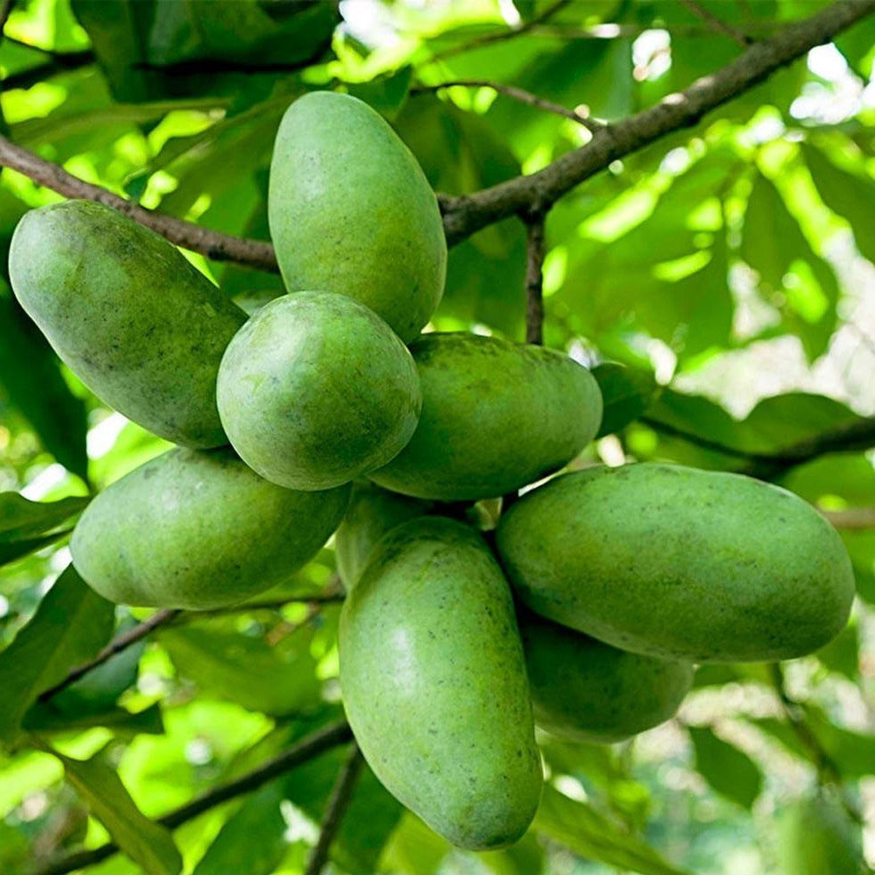 American Paw Paw Tree – Asimina triloba