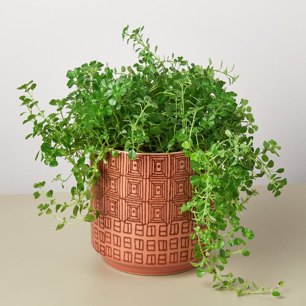 Pepe Ceramic Planter – 6.5 Inch Modern Design