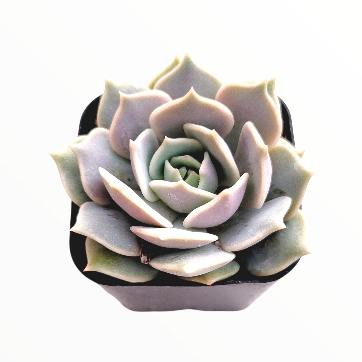 Echeveria 'Lola' Succulent Plant – Rosette-Forming Live Succulent