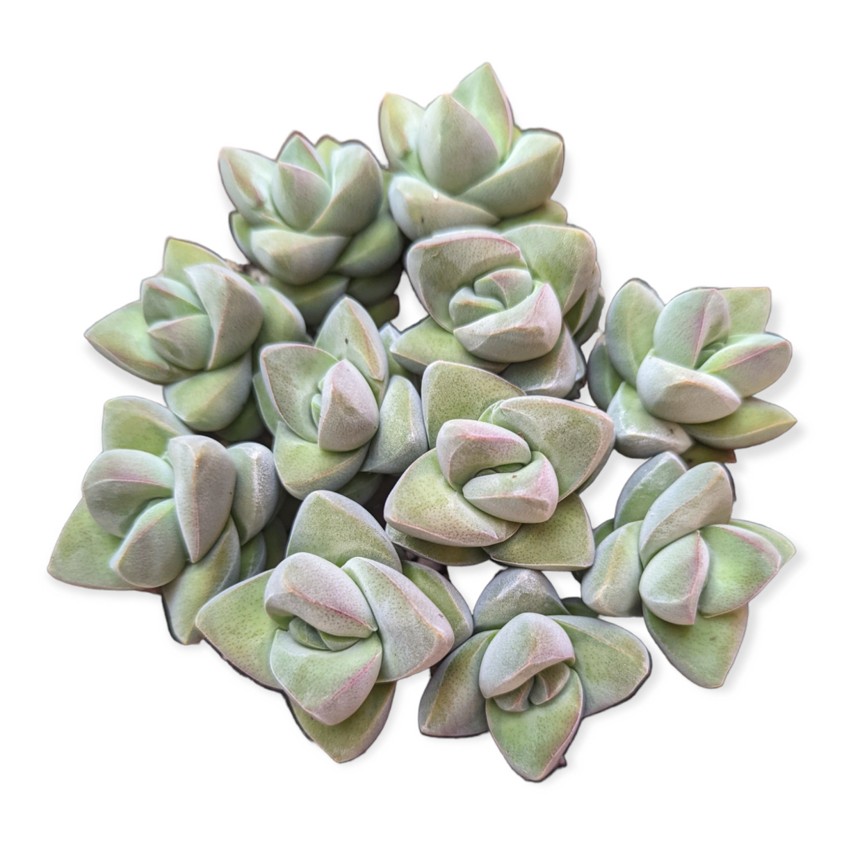 Crassula 'Moonglow' – Live Succulent Plant