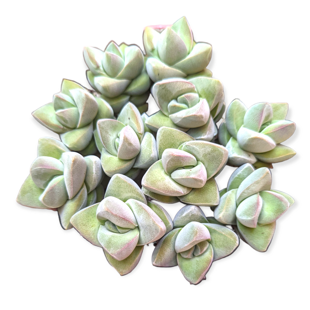 Crassula 'Moonglow' – Live Succulent Plant