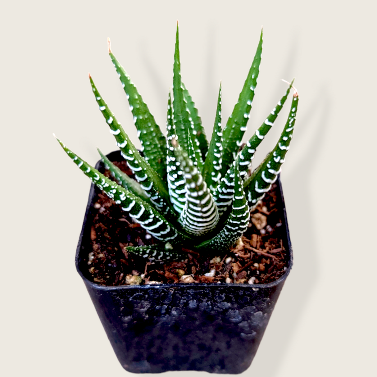 Haworthia fasciata 'Zebra Plant' – Live Striped Succulent