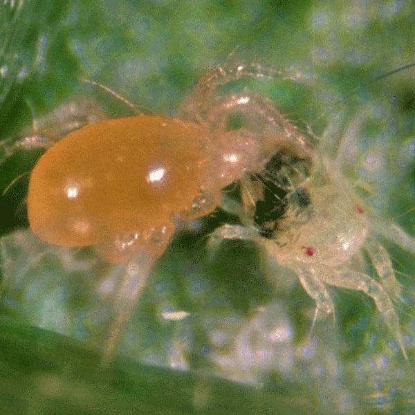 Phytoseiulus persimilis Predatory Mites – Biological Control for Two-Spotted Spider Mites