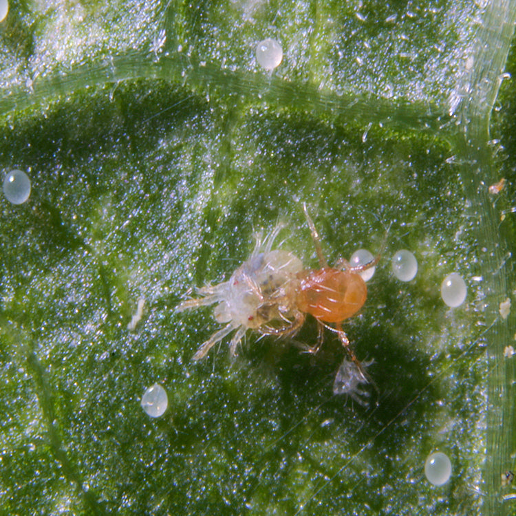 Phytoseiulus persimilis Predatory Mites – Biological Control for Two-Spotted Spider Mites
