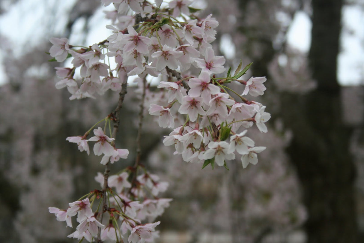 Yoshino Ornamental Cherry Tree