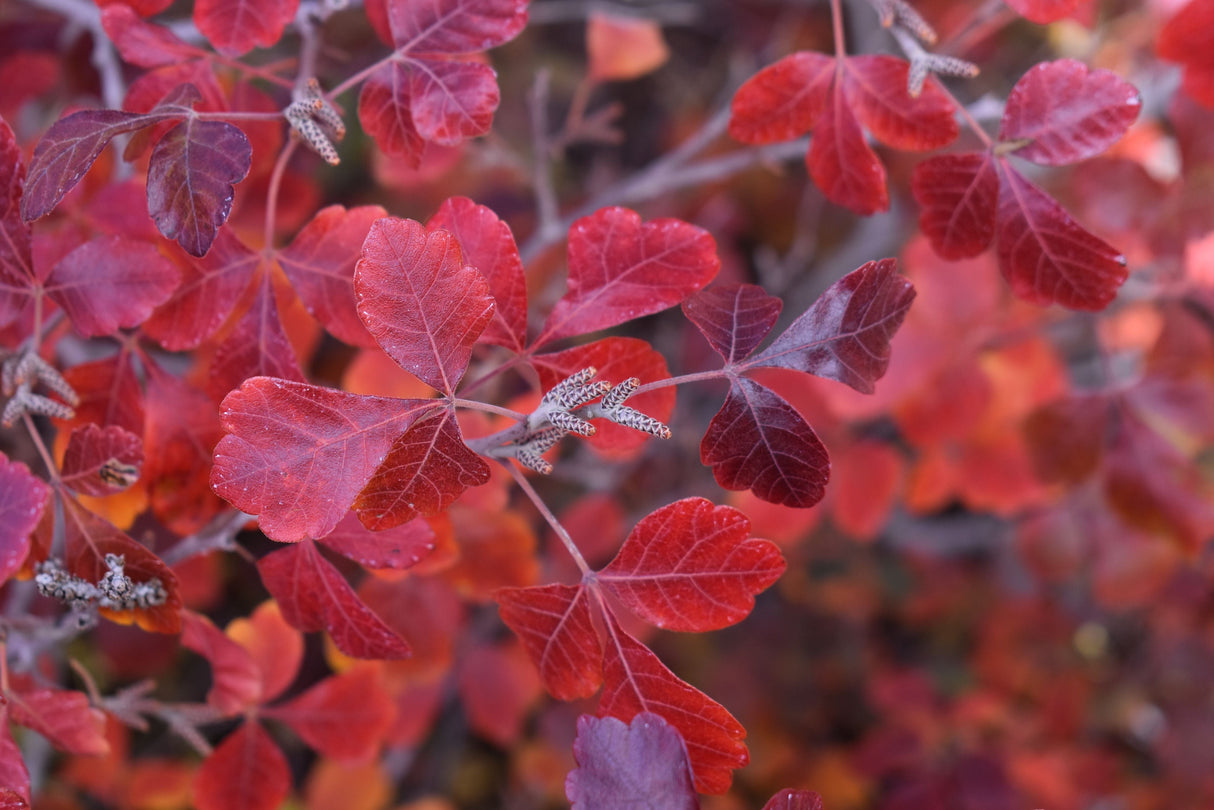 Fragrant Sumac Shrub – Rhus aromatica