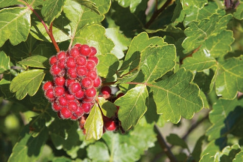 Fragrant Sumac Shrub – Rhus aromatica