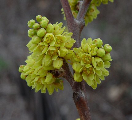 Fragrant Sumac Shrub – Rhus aromatica